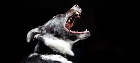 Colorado’s Dog Bite and Aggressive Animal Statutes