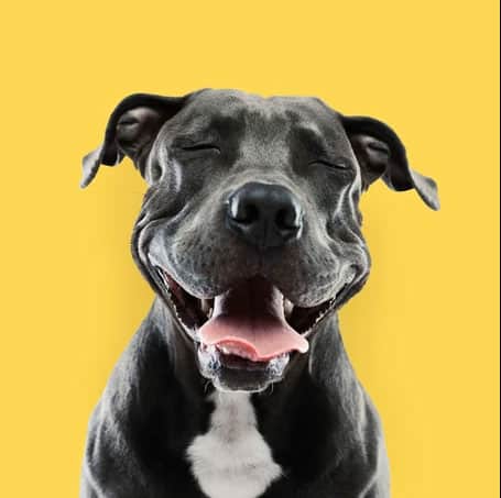Denver’s Pit Bull Ban Repealed! But that’s not the end of the story…