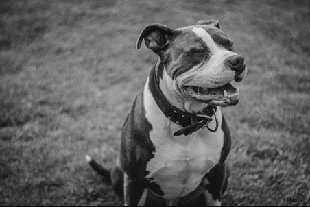 Pit Bulls and Breed Bans: Is my dog “illegal”? What can I do?