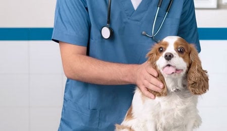 Veterinary Malpractice in the Modern Era