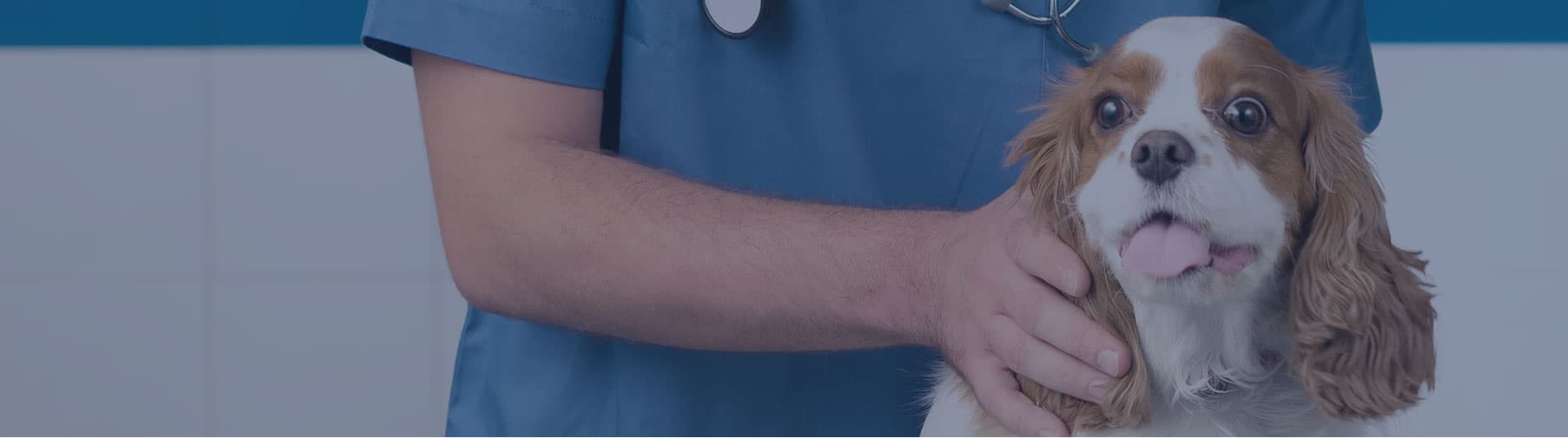 Veterinary Malpractice The Animal Law Firm