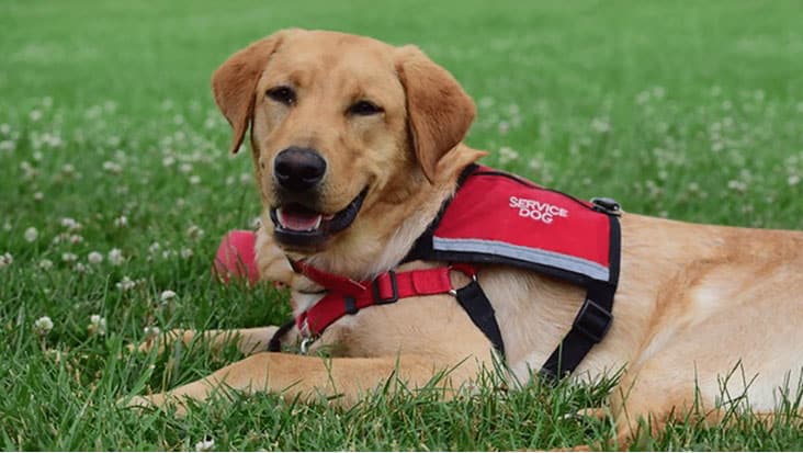 What is the difference between a service animal and an emotional support  animal?