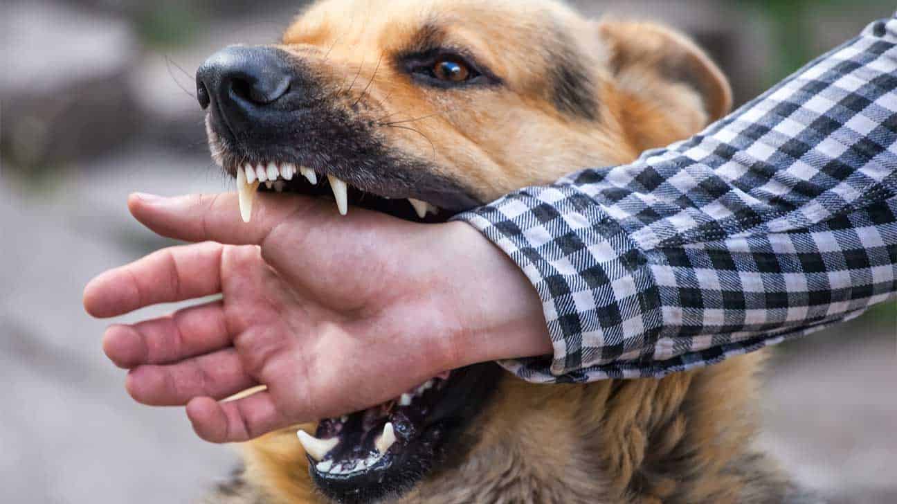 Important Steps to Take If Your Dog Is Responsible for a Dog Attack
