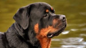 Defenders of the Underdog in Civil Cases