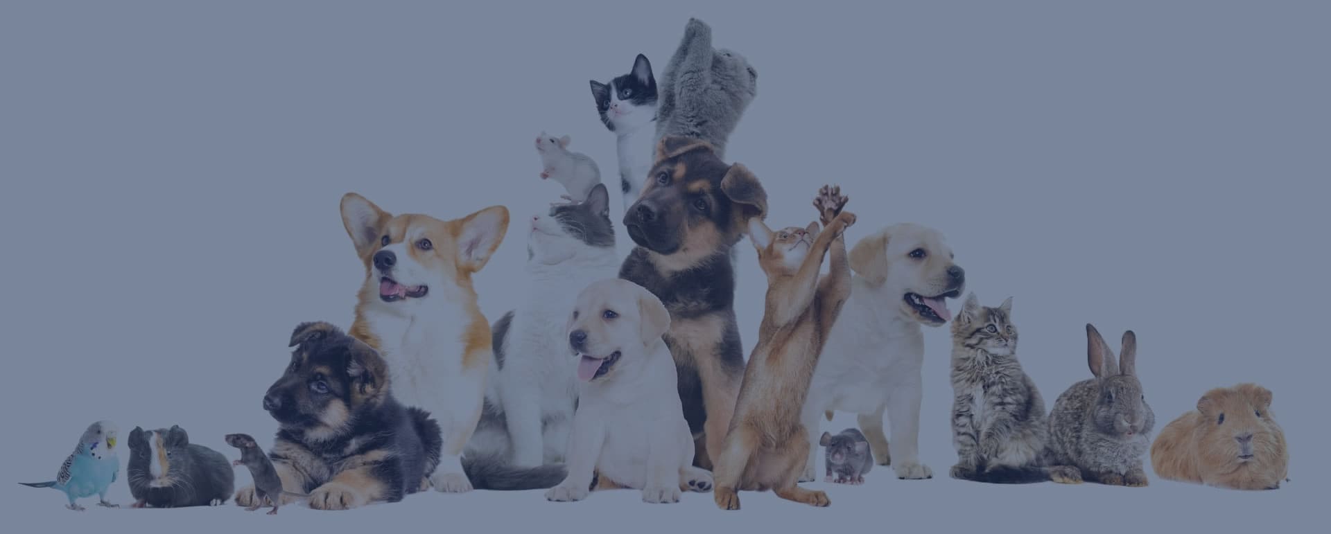 Animal Attorney The Animal Law Firm New Jersey