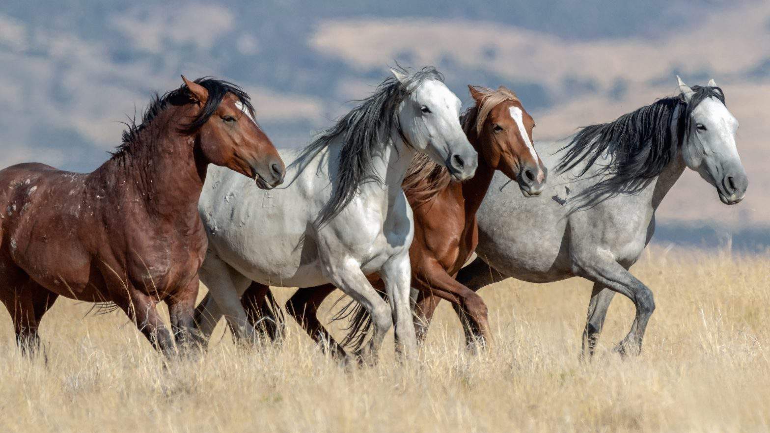 Safety of the Mustang - a Capstone Essay