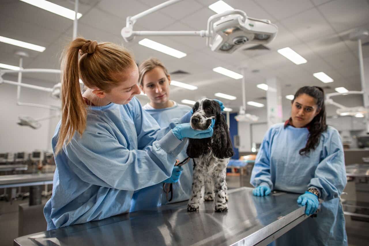 Do Veterinarians Have A Duty Of Care The Animal Law Firm