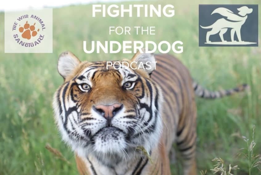 Fighting for the Underdog: The Wild Animal Sanctuary