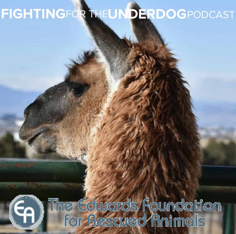 Fighting for the Underdog: The Edwards Foundation for Rescued Animals