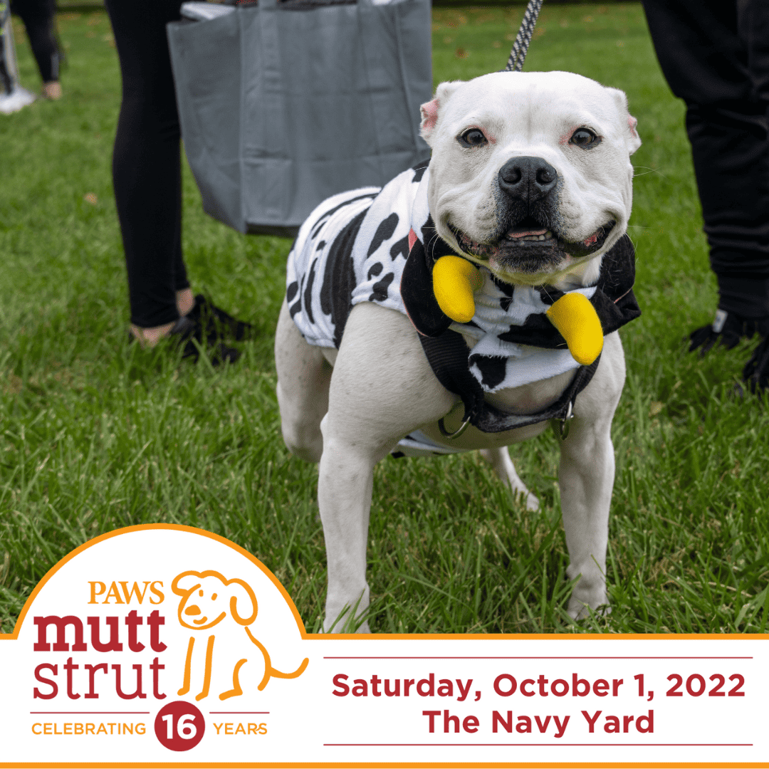 ALF Supports 16th Annual PAWS Mutt Strut!