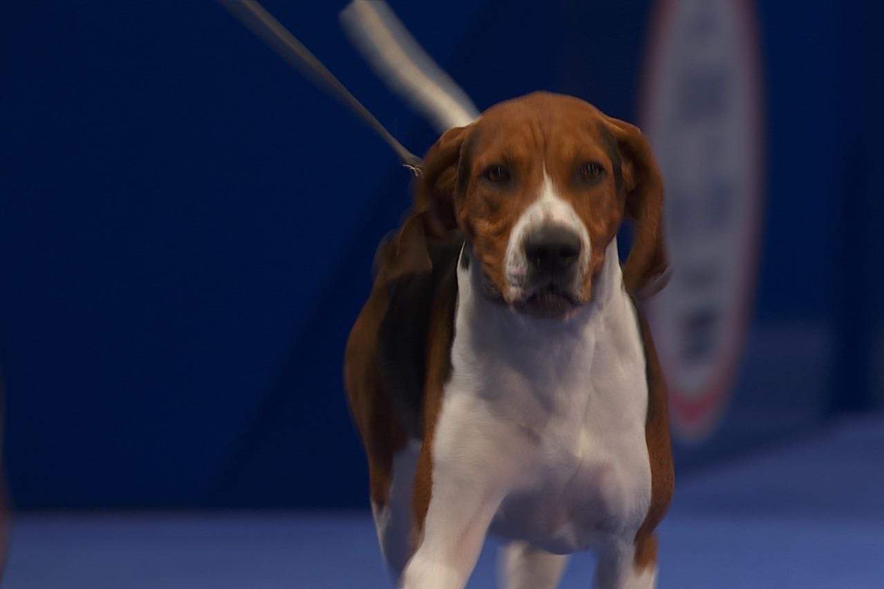 National Dog Show Winners! The Animal Law Firm