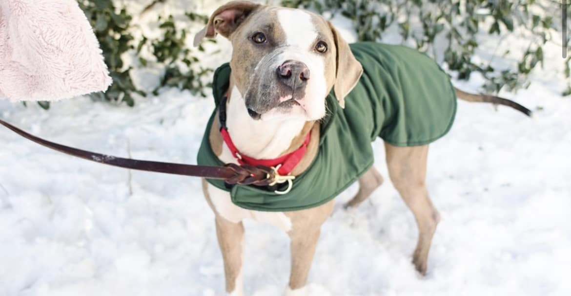 Tips for Keeping your Pet Warm this Winter!
