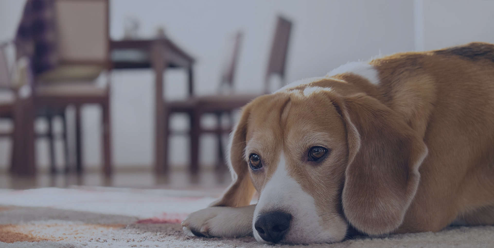 Pet Trust Attorney The Animal Law Firm CO, TX, NJ & NY