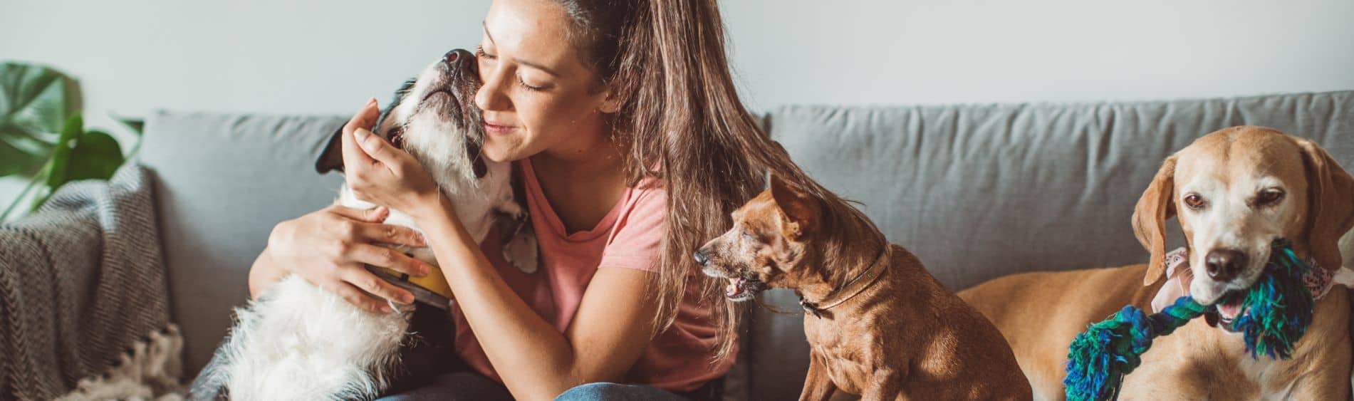 Pet Custody Attorney The Animal Law Firm New Jersey