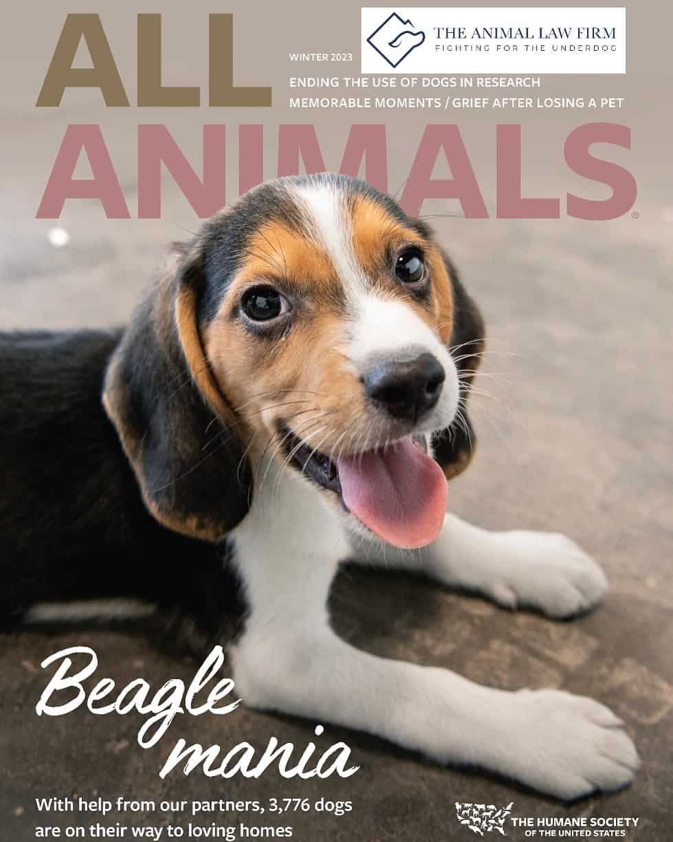 Fighting for the Underdog: All Animals Magazine