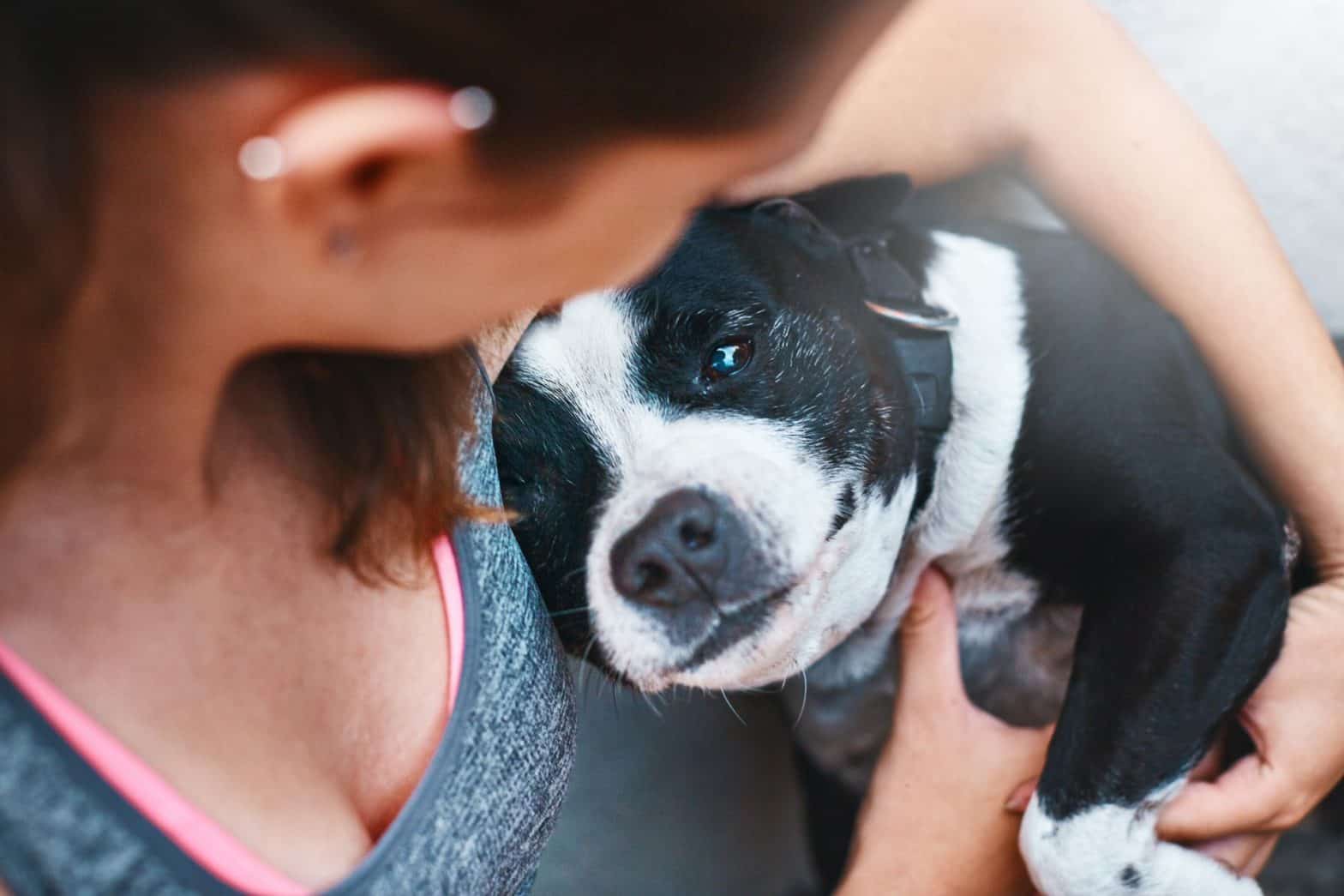 How does pet custody work in Pennsylvania?