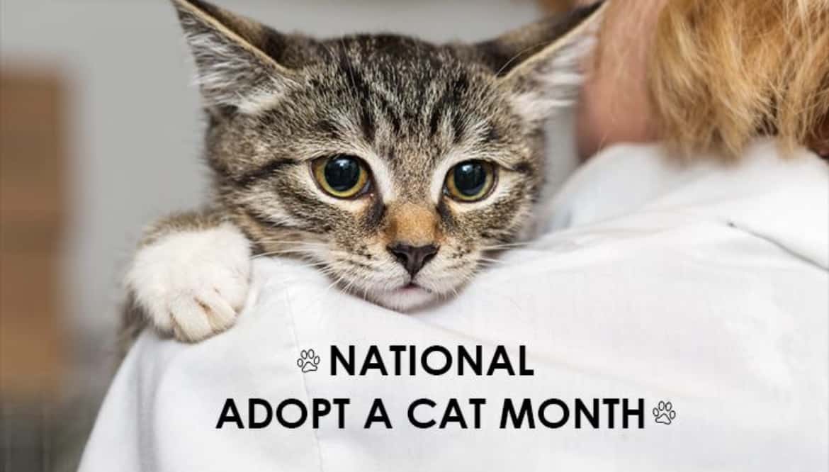 National Adopt a Cat Month!
