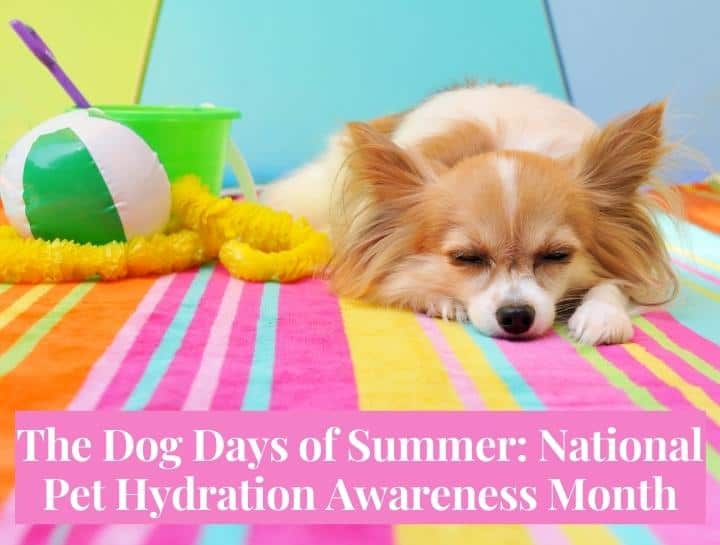 National Pet Hydration Month