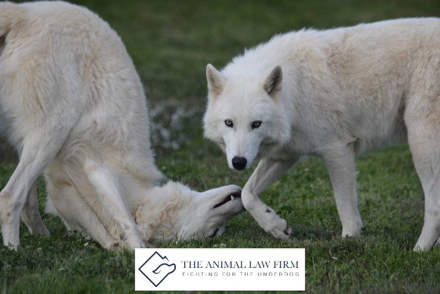 Fighting for the Underdog: Wolf Sanctuary of PA