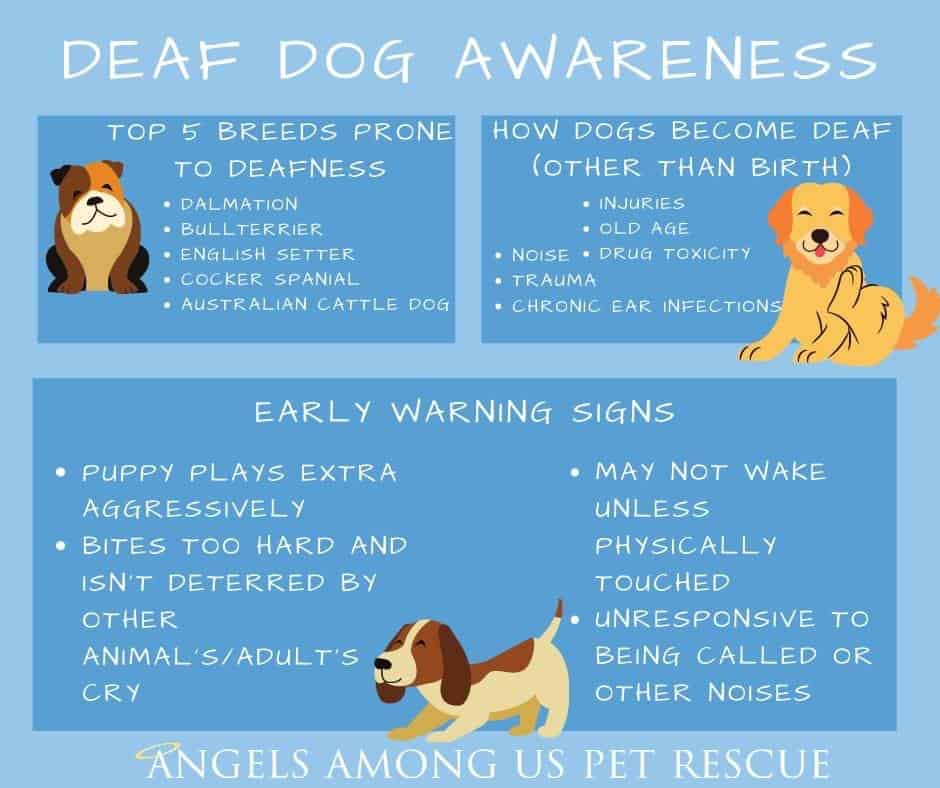 Deaf Dog Awareness Week!