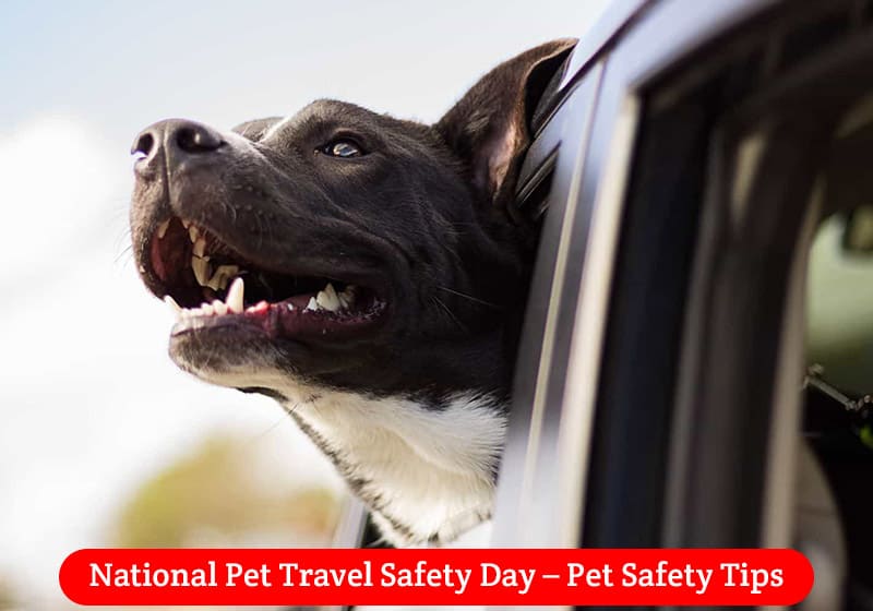 National Pet Travel Safety Day!