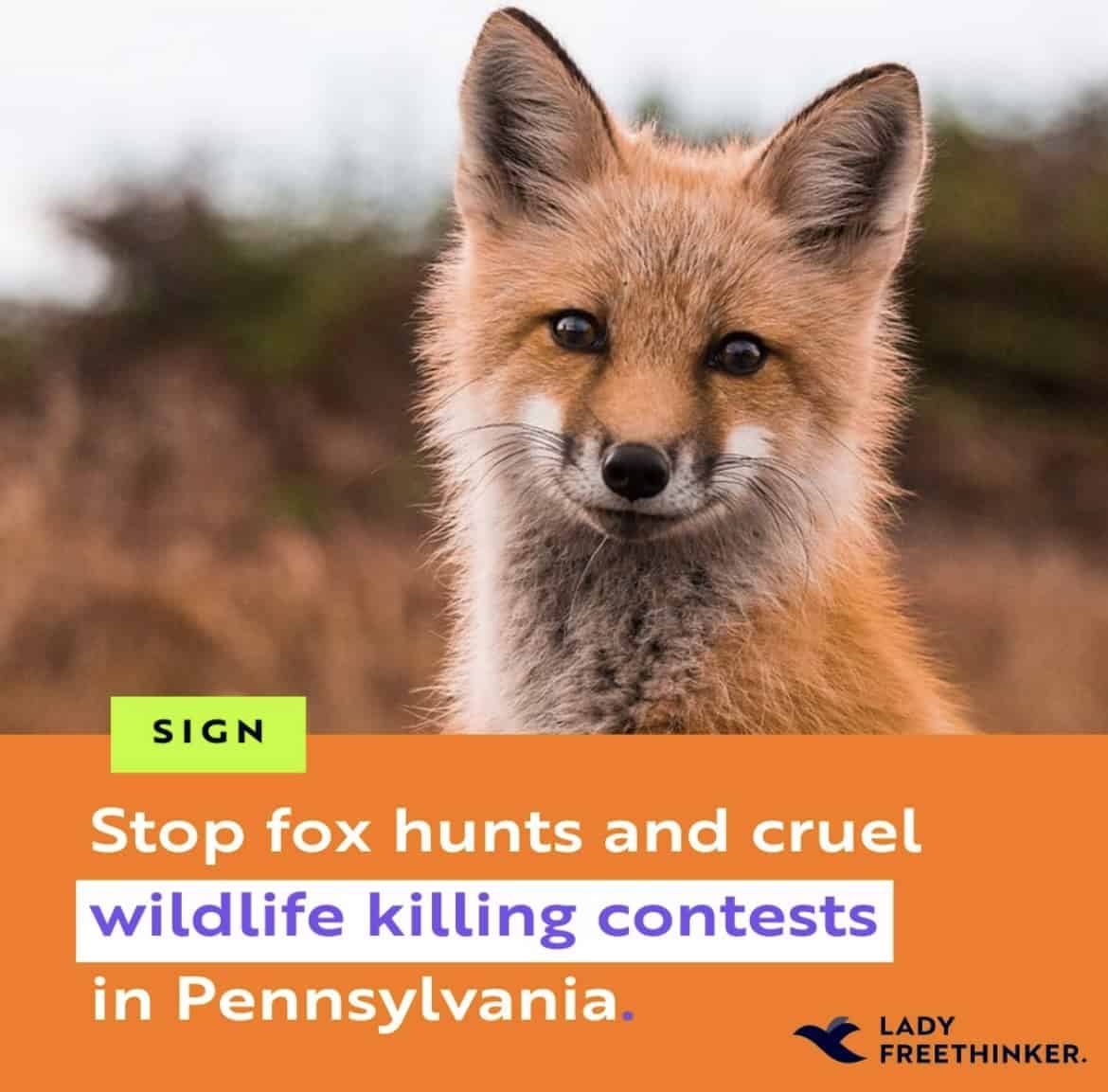 Foxes in Pennsylvania need HELP!