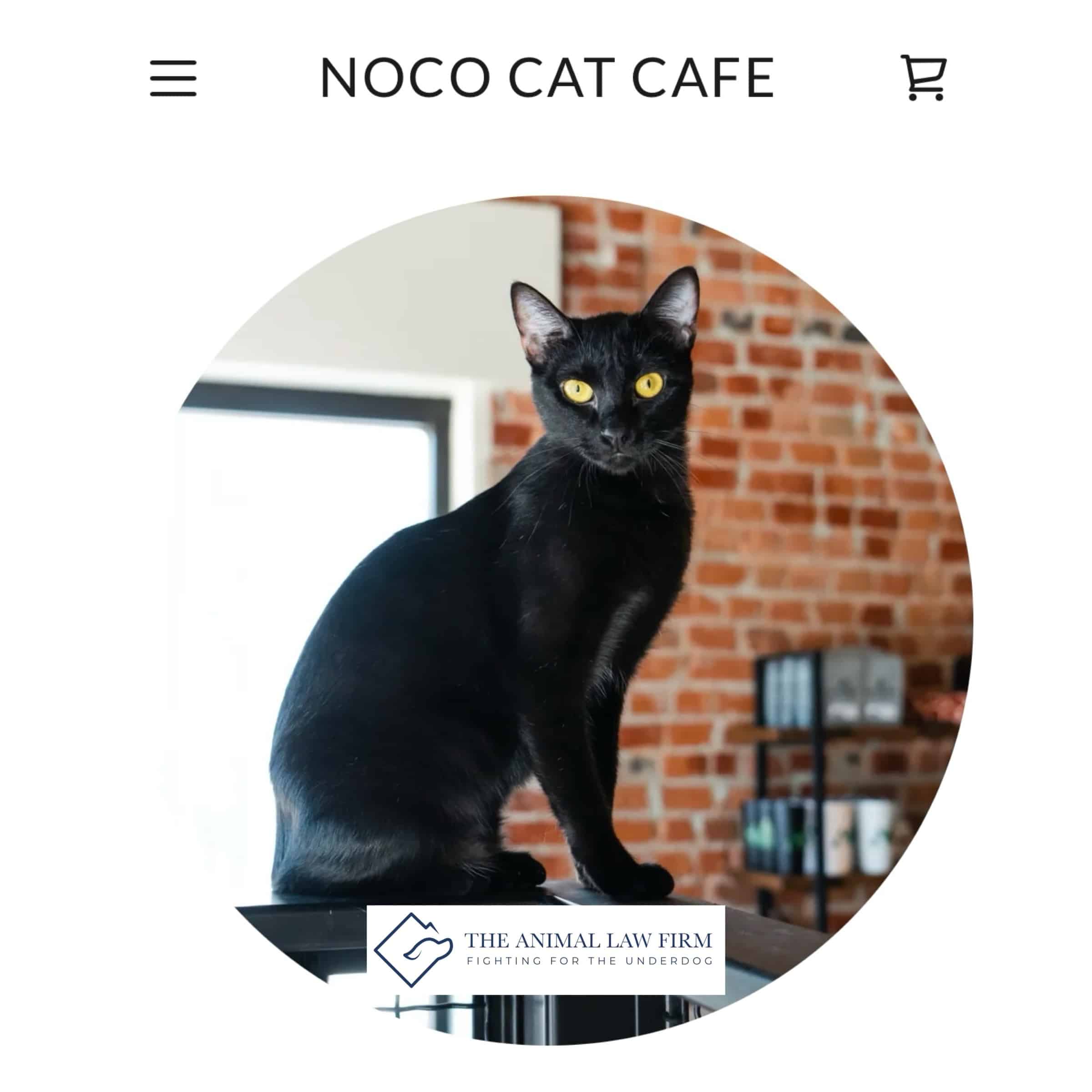 Fighting for the Underdog: NoCo Cat Cafe