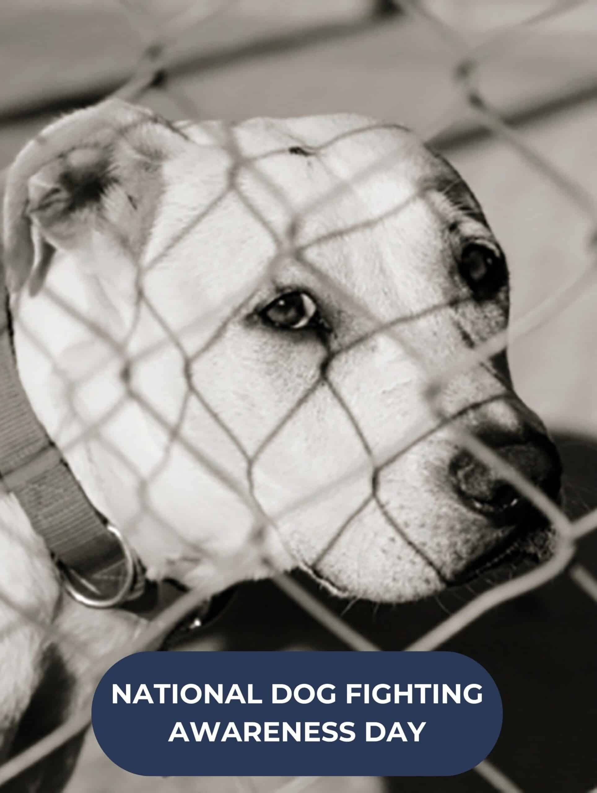 National Dog Fighting Awareness Day