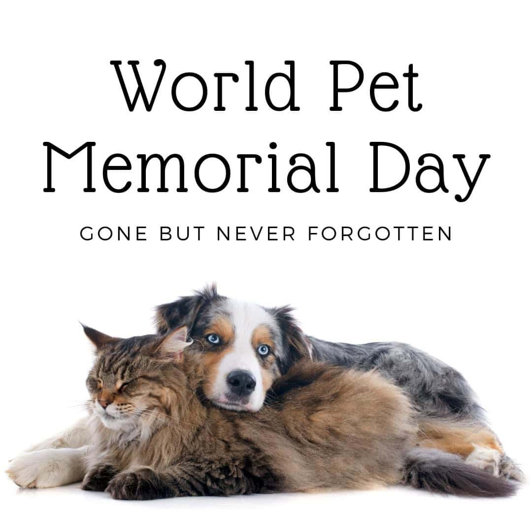 World Pet Memorial Day❤️