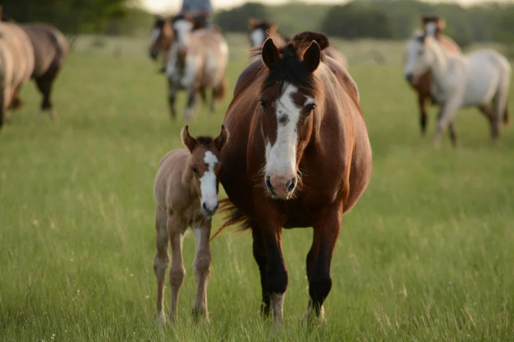 Demystifying Equine Law